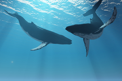 クジラの視覚と聴覚 岡 南 夢千年の暮らしマガジン 山の力